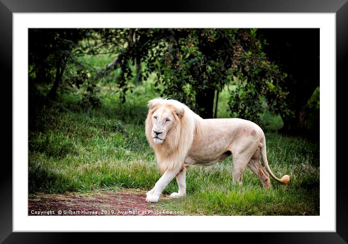 The Elusive White Lion: A Conservation Tale Framed Mounted Print by Gilbert Hurree