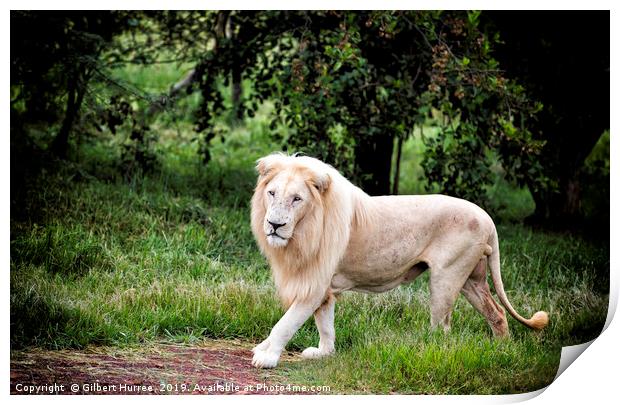 The Elusive White Lion: A Conservation Tale Print by Gilbert Hurree