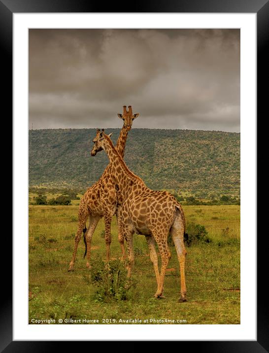 Serene Giraffe's Habitat in Entabeni Framed Mounted Print by Gilbert Hurree