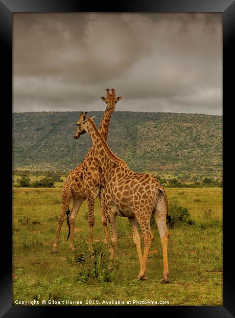 Serene Giraffe's Habitat in Entabeni Framed Print by Gilbert Hurree