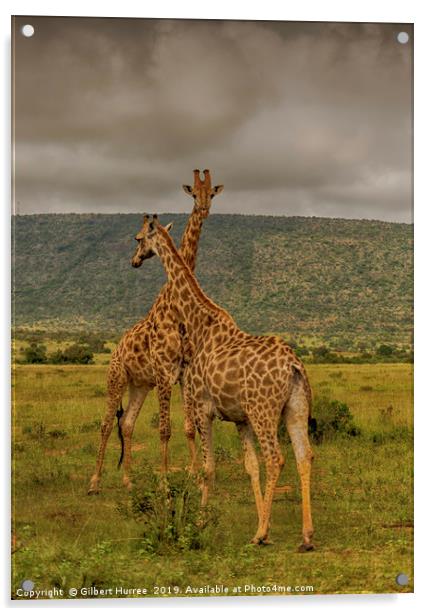 Serene Giraffe's Habitat in Entabeni Acrylic by Gilbert Hurree