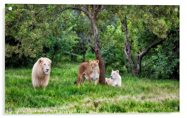 Endangered White Lions: A Captivating Glimpse Acrylic by Gilbert Hurree