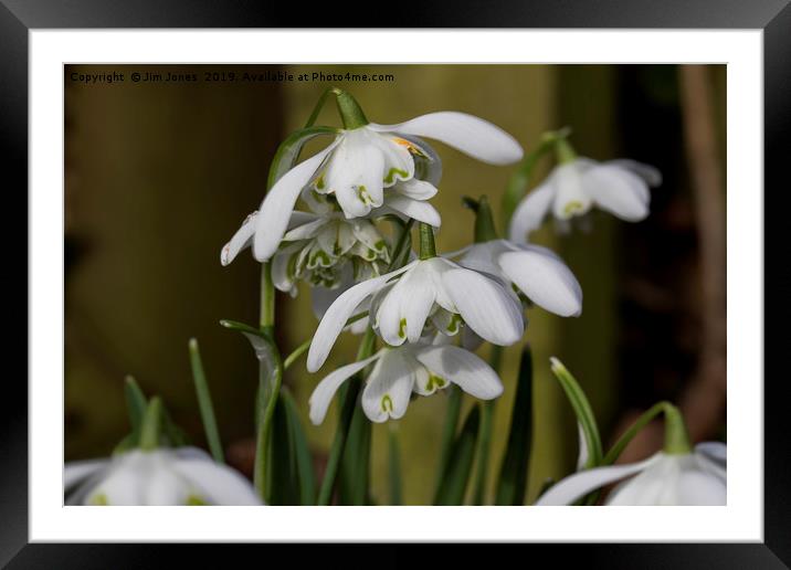 Spring is just around the corner Framed Mounted Print by Jim Jones