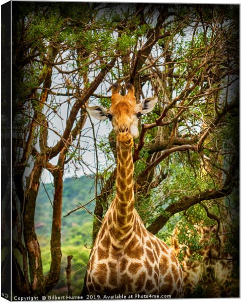 Captivating Giraffe Portrait, Entabeni Reserve Canvas Print by Gilbert Hurree