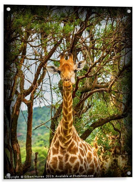 Captivating Giraffe Portrait, Entabeni Reserve Acrylic by Gilbert Hurree