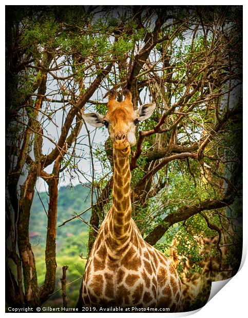 Captivating Giraffe Portrait, Entabeni Reserve Print by Gilbert Hurree