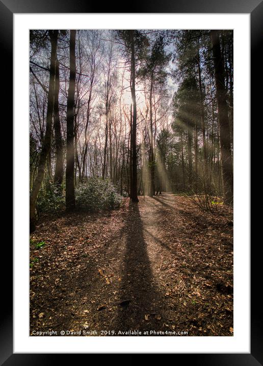 Sunrays Through The Trees Framed Mounted Print by David Smith