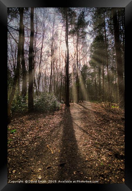 Sunrays Through The Trees Framed Print by David Smith