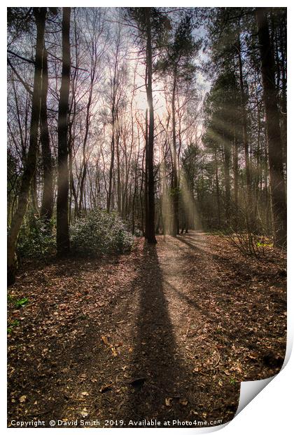 Sunrays Through The Trees Print by David Smith