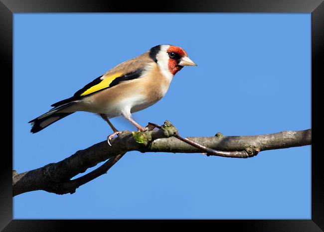 Goldfinch Framed Print by Jonathan Thirkell