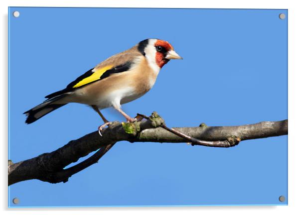 Goldfinch Acrylic by Jonathan Thirkell