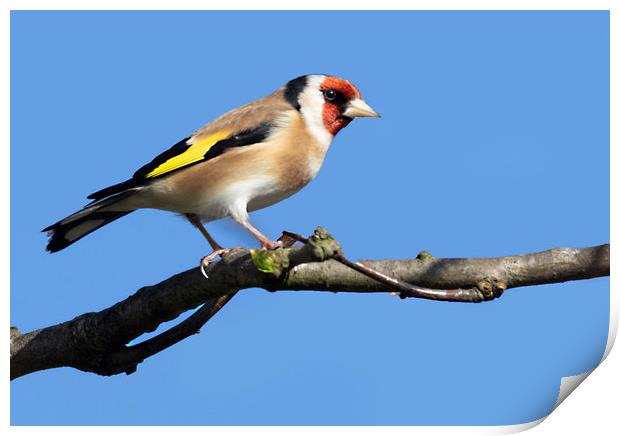 Goldfinch Print by Jonathan Thirkell