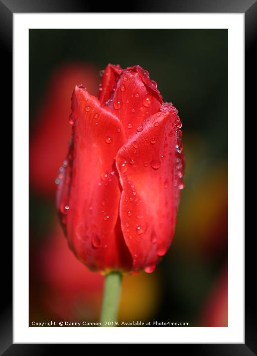 Araluen Tulip Framed Mounted Print by Danny Cannon