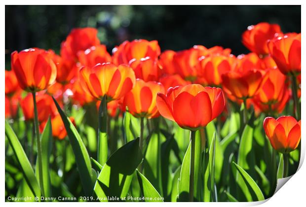 Morning light on the tulips Print by Danny Cannon