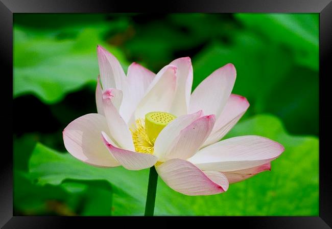 Lotus Flower at the Old Summer Palace Beijing Framed Print by Nathalie Hales