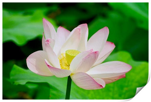 Lotus Flower at the Old Summer Palace Beijing Print by Nathalie Hales