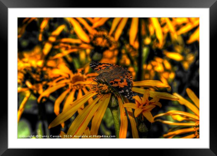 Orange  Framed Mounted Print by Danny Cannon