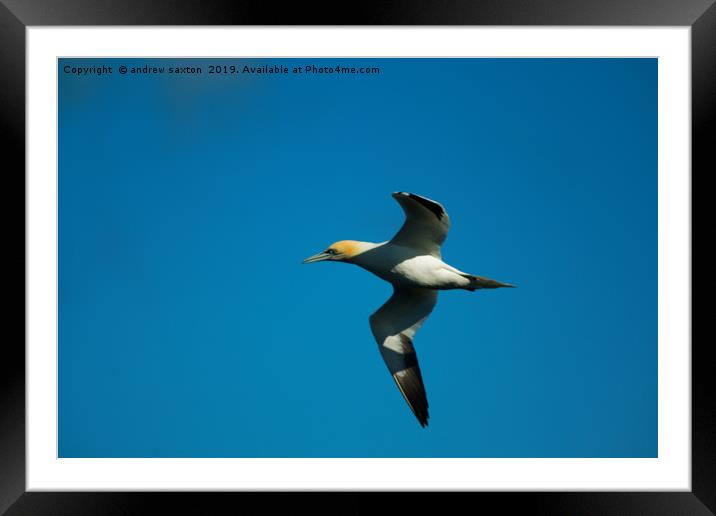 BLUE SKY FLYING Framed Mounted Print by andrew saxton