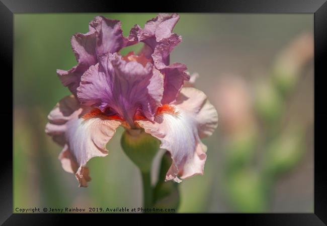 Tall Bearded Iris Keeping Up Appearances Framed Print by Jenny Rainbow