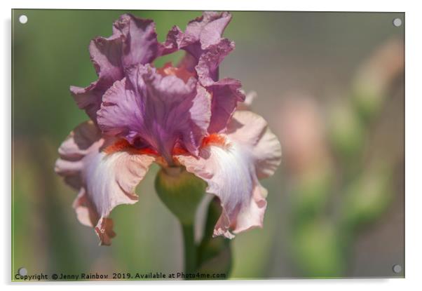Tall Bearded Iris Keeping Up Appearances Acrylic by Jenny Rainbow