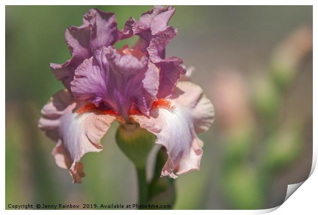 Tall Bearded Iris Keeping Up Appearances Print by Jenny Rainbow