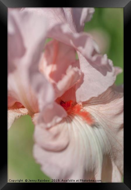 Pink Tall Bearded Iris Vanity Macro Framed Print by Jenny Rainbow