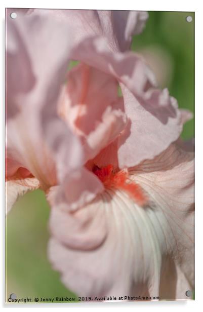 Pink Tall Bearded Iris Vanity Macro Acrylic by Jenny Rainbow