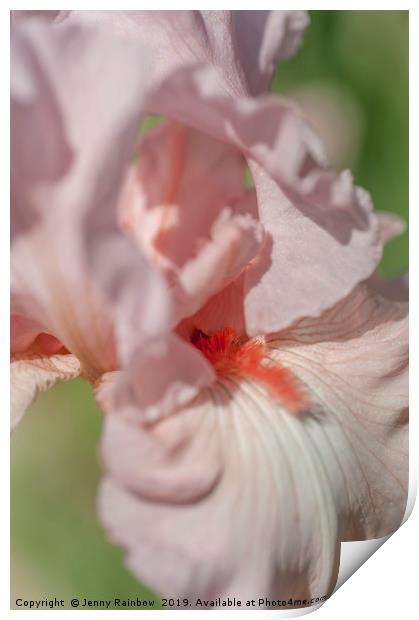Pink Tall Bearded Iris Vanity Macro Print by Jenny Rainbow