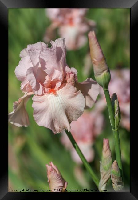 Pink colored Tall Bearded Iris Vanity Framed Print by Jenny Rainbow