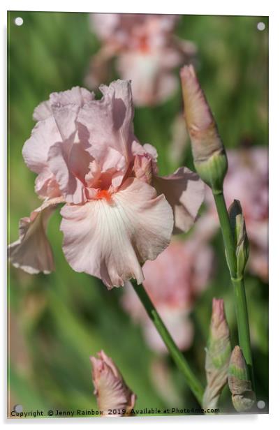 Pink colored Tall Bearded Iris Vanity Acrylic by Jenny Rainbow