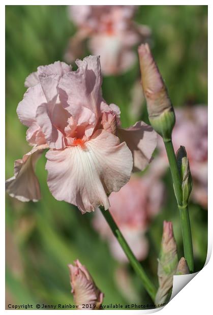 Pink colored Tall Bearded Iris Vanity Print by Jenny Rainbow