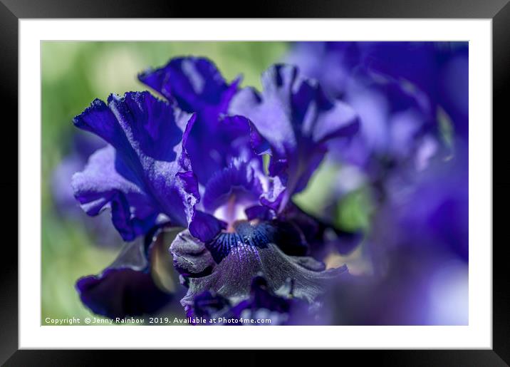 Bitone Purple blue Tall Bearded Iris Oklahoma Crud Framed Mounted Print by Jenny Rainbow