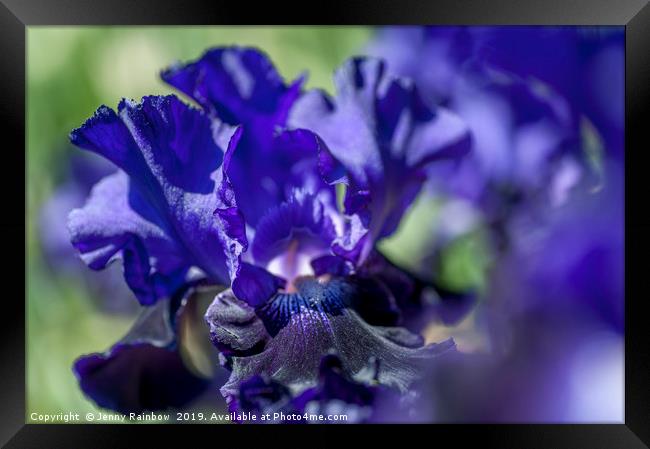 Bitone Purple blue Tall Bearded Iris Oklahoma Crud Framed Print by Jenny Rainbow