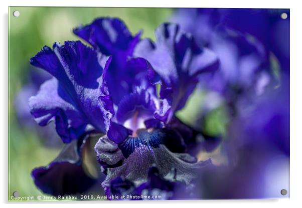 Bitone Purple blue Tall Bearded Iris Oklahoma Crud Acrylic by Jenny Rainbow