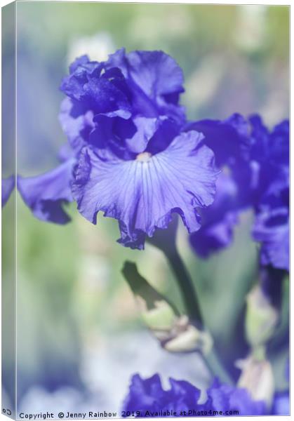 Blue colored Tall Bearded Iris 'Kathleen Kay Nelso Canvas Print by Jenny Rainbow