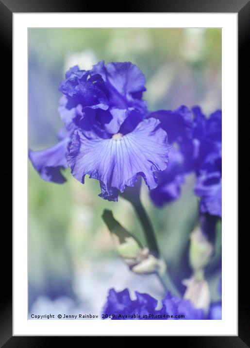 Blue colored Tall Bearded Iris 'Kathleen Kay Nelso Framed Mounted Print by Jenny Rainbow