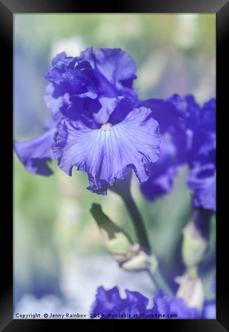 Blue colored Tall Bearded Iris 'Kathleen Kay Nelso Framed Print by Jenny Rainbow
