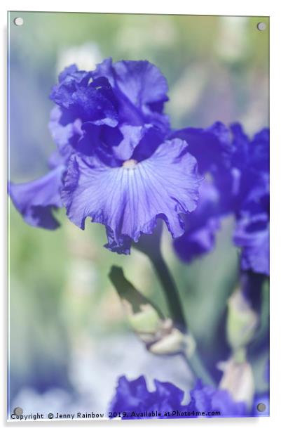 Blue colored Tall Bearded Iris 'Kathleen Kay Nelso Acrylic by Jenny Rainbow