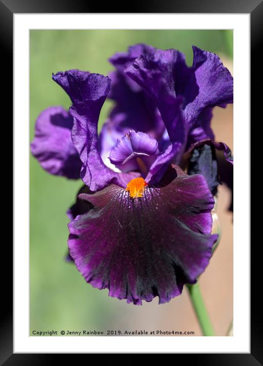 Dark purple Tall Bearded Iris Local Color  Framed Mounted Print by Jenny Rainbow