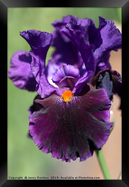 Dark purple Tall Bearded Iris Local Color  Framed Print by Jenny Rainbow