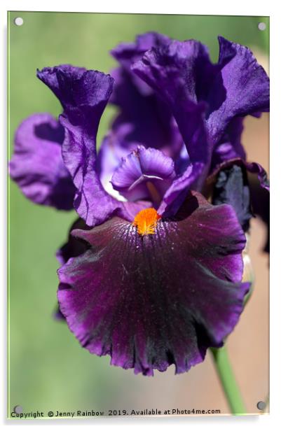 Dark purple Tall Bearded Iris Local Color  Acrylic by Jenny Rainbow