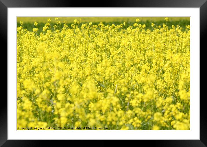 meadow with yellow flowers summertime Framed Mounted Print by goce risteski