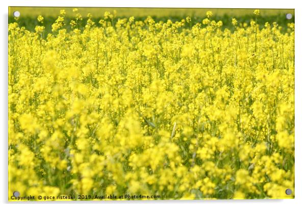 meadow with yellow flowers summertime Acrylic by goce risteski