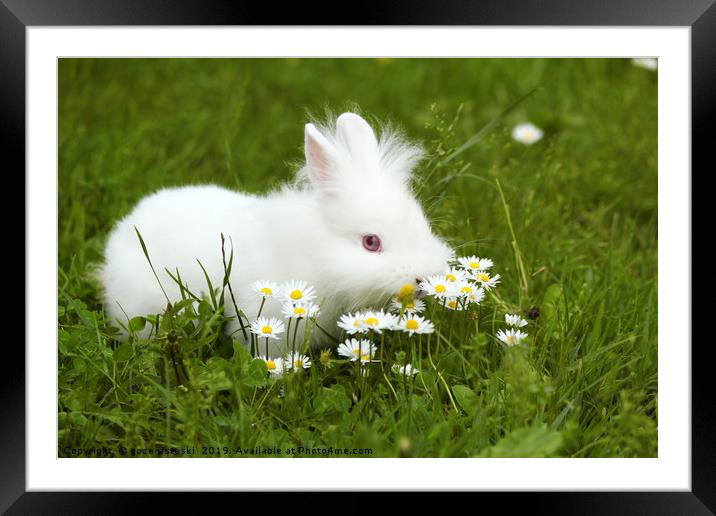 white dwarf bunny standing in grass Framed Mounted Print by goce risteski
