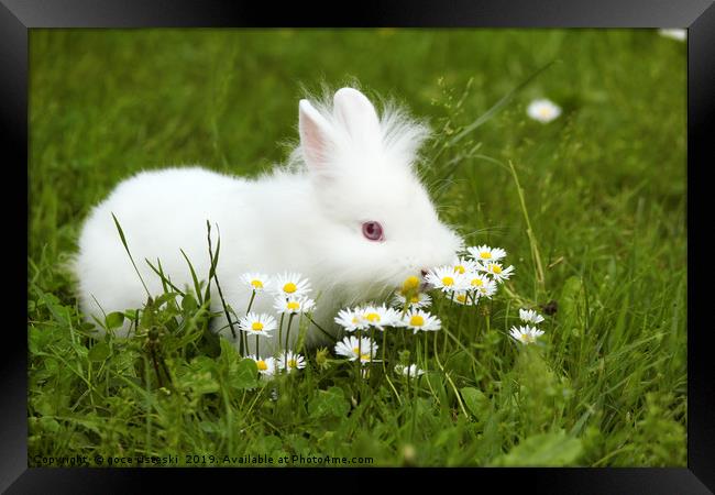 white dwarf bunny standing in grass Framed Print by goce risteski