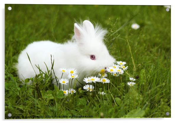 white dwarf bunny standing in grass Acrylic by goce risteski