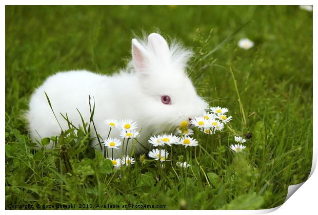 white dwarf bunny standing in grass Print by goce risteski