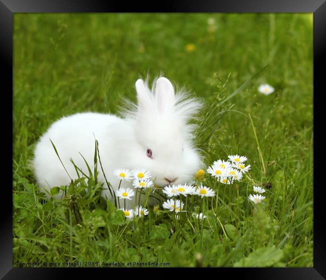 white dwarf bunny pet Framed Print by goce risteski