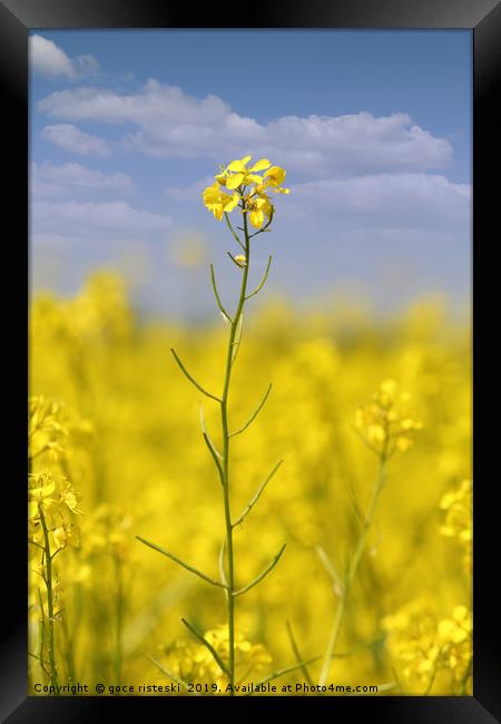 yellow flowers and blue sky summer scene Framed Print by goce risteski