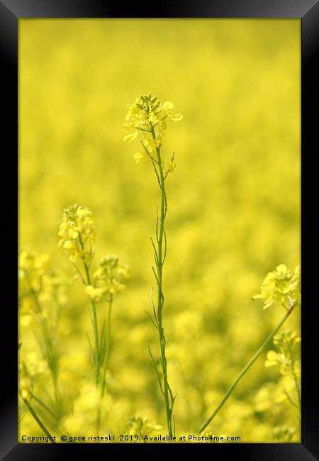field with yellow flowers summer background Framed Print by goce risteski